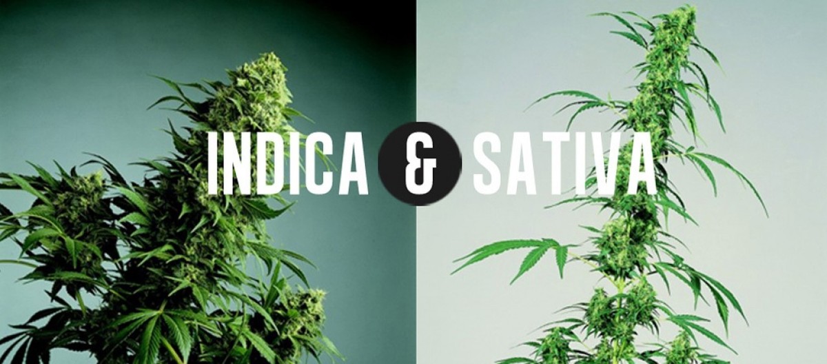 indica & sativa