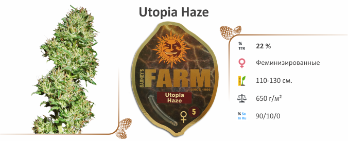 Utopia Haze