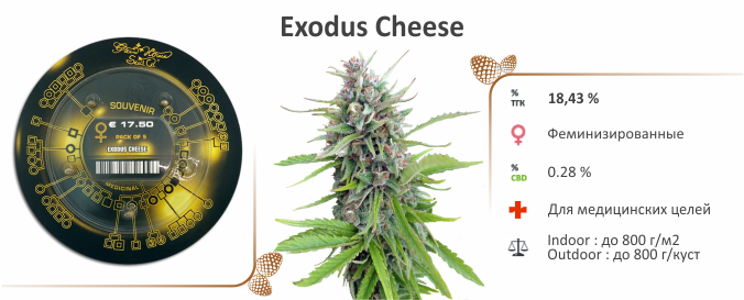 Сорт Exodus Cheese