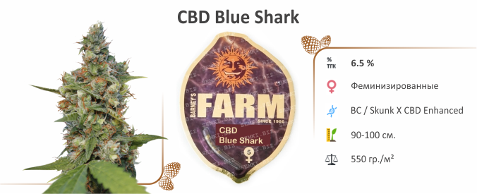 CBD Blue Shark