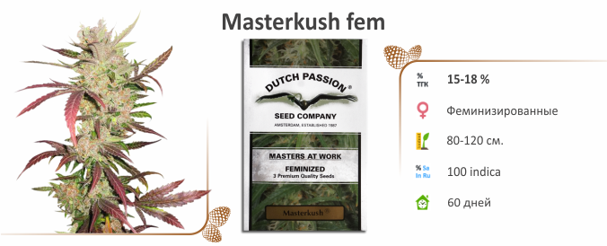 Masterkush