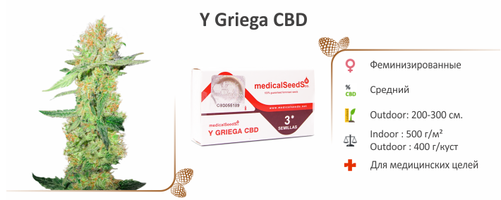 Y Griega CBD